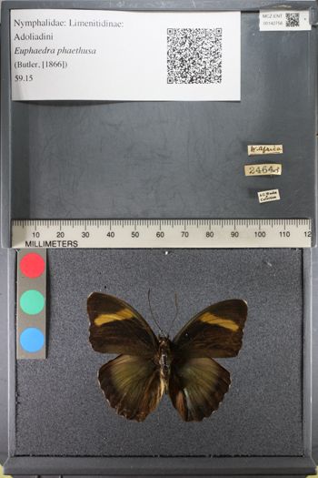 Media type: image;   Entomology 142756